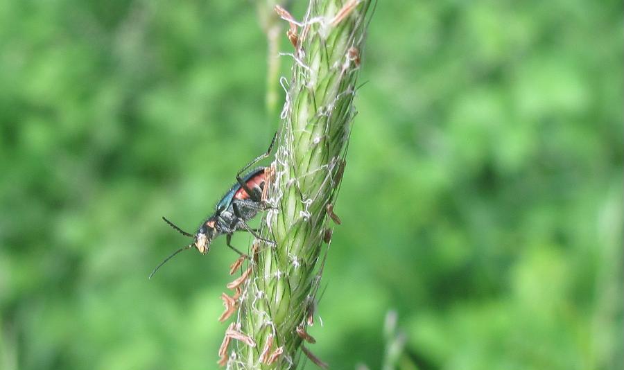 Malachius sp., Malachiidae